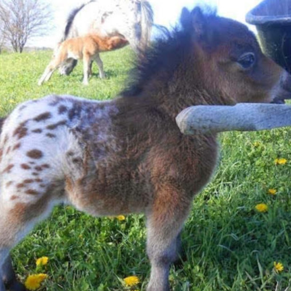 tammynorristx